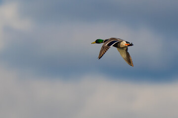 Mallard Drake on a Close Pass By the Blind