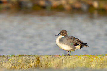 Handsome Male Pintail Duck Rests on a Wall