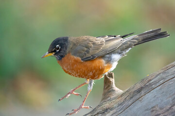 American Robin Hops Down a Log