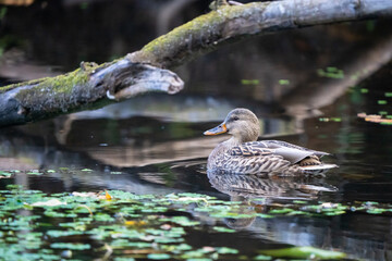 Beautiful Mallard Hen Swimming in Morning Light