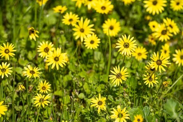 pasture and grass in a paddock on a regenerative organic flowers in a field