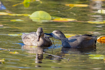 Affectionate Pair of Gadwall Ducks 