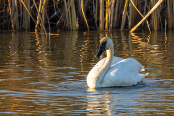 Trumpeter Swans Enjoy a Sunny Fall Day on a Marsh