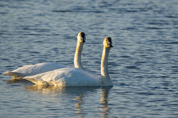Trumpeter Swans Enjoy a Sunny Fall Day on a Marsh