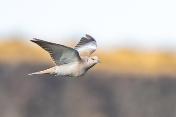 Non-Native Eurasion Collared Dove in Flight