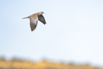 Non-Native Eurasion Collared Dove in Flight