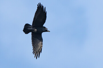 Pair of Common Ravens Fly Overhead in Unison