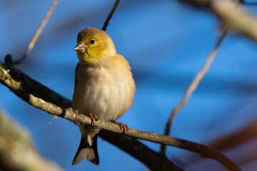 American Goldfinch in Winter Plumage on a Fall Morning