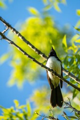birds in the australian bush