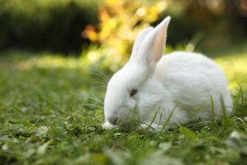 Cute white rabbit on green grass outdoors. Space for text