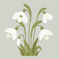 Blooming bunch snowdrops flowers with leaves. Gentle forest spring white flower common snowdrop. Vector illustration. For design, decoration and printing.