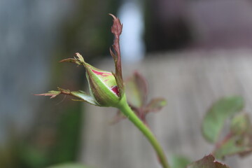 red rose buds in the garden on a blurred background