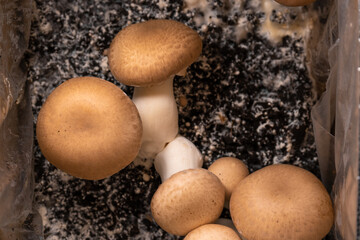 Brown many champignons background.Source of vegetable protein.Mushroom growth at home. Champignons Mushrooms.mushroom mycelium.
