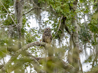 A barred owl perched on a tree branch at the Barataria Preserve near New Orleans, Louisiana.