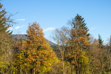 Autumn forest. Autumn. Forest. Selective focus