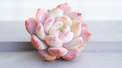 Succulent (Echeveria, crassula, aeonium, cotyledon, lithops, kalanchoe, caudex, etc)