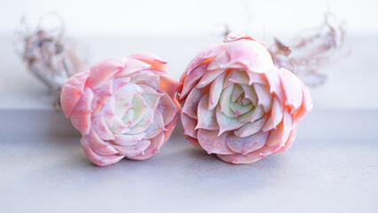 Succulent (Echeveria, crassula, aeonium, cotyledon, lithops, kalanchoe, caudex, etc)