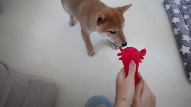 Caucasian girl hand playing with a Shiba Inu cub with a dog toy. Adorable and cute puppy Shiba enjoying with his family. Funny dog in 4K slow motion.
