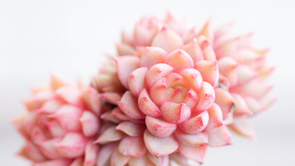 Succulent (Echeveria, crassula, aeonium, cotyledon, lithops, kalanchoe, caudex, etc)