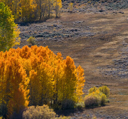 autumn in the forest