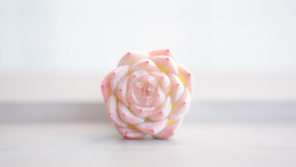 Succulent (Echeveria, crassula, aeonium, cotyledon, lithops, kalanchoe, caudex, etc)