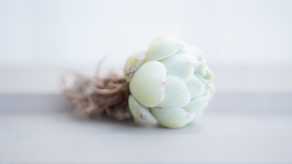 Succulent (Echeveria, crassula, aeonium, cotyledon, lithops, kalanchoe, caudex, etc)