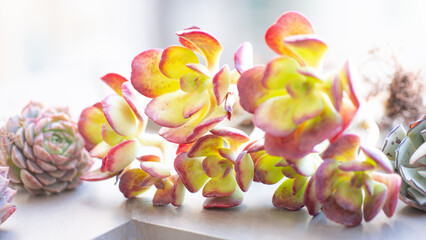 Succulent (Echeveria, crassula, aeonium, cotyledon, lithops, kalanchoe, caudex, etc)