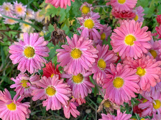 small pink chrysanthemums natural autumn flower background