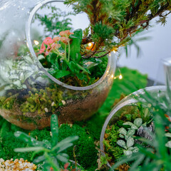 tiny plant ecological landscaping decoration - 548101749