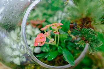 tiny plant ecological landscaping decoration - 548101769