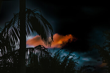 sunset in the jungle