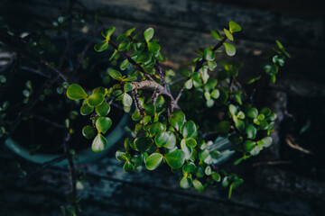 plants on table rustic 