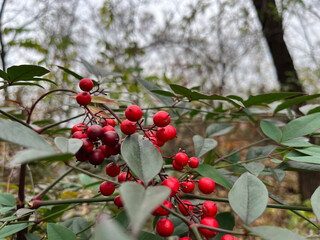 red berries on a tree