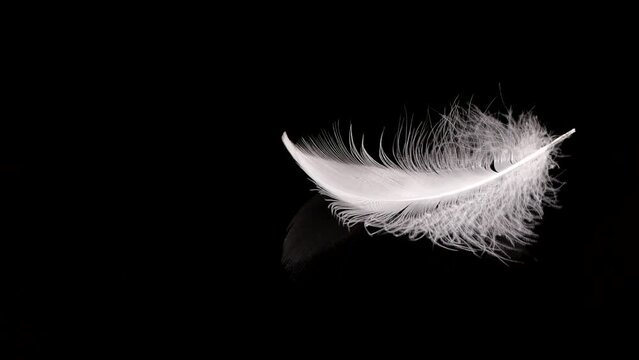 White swan feathers falling on the water. On a black background. Slow motion.