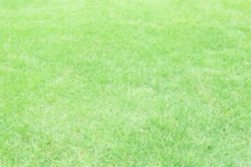Grass background drawn with chalk. Lawn texture illustration