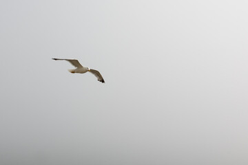 The bird gaviot is white, with broad wings, flying in the fog. The gull is isolated.