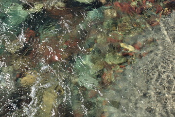fish in aquarium