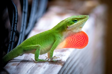 A proud Green Anoles (Anolis carolinensis) shows off his dewlap or throat fan to claim his...