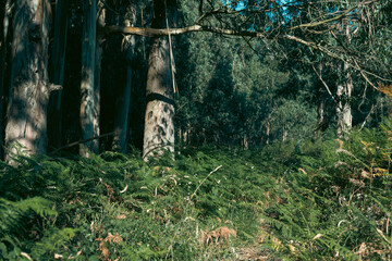 A fairy-tale forest where a lot of green vegetation grows, under your feet a huge amount of green porter.