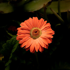 Macro shot of orange creamsicle Barberton Gerbera Daisy