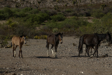 Horses in mexican desert