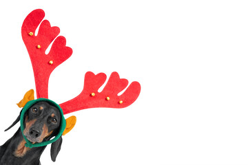 Portrait of funny dachshund dog with headband in form of Rudolph deer horns on head, located in the corner of frame and isolated on white background. Design for holiday cards and souvenirs