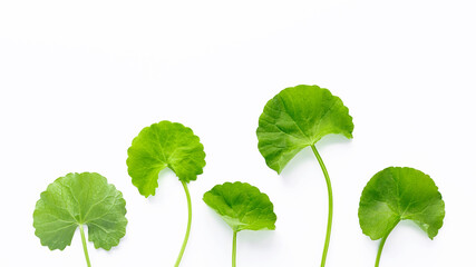 Close up centella asiatica leaves isolated on white background top view. - 548105526