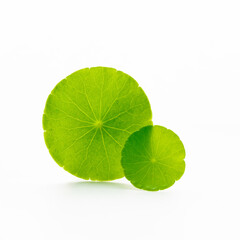 Close up centella asiatica leaves isolated on white background.