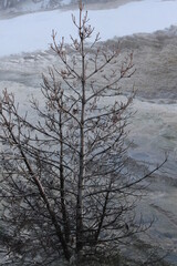 icy tree near geyser