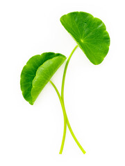 Obraz premium Close up centella asiatica leaves with rain drop isolated on white background top view.