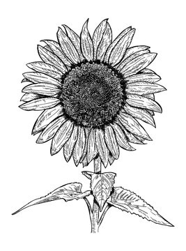 Vector antique engraving drawing illustration of sunflower isolated on white background