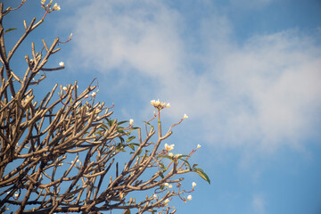 branches of a tree and blue sky