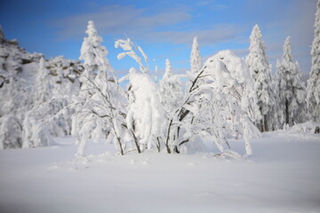 snow covered trees in winter