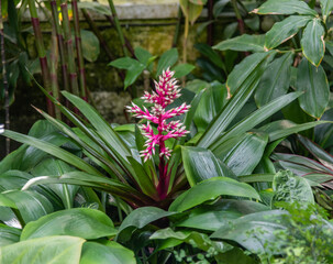 Obraz premium Beautiful Urn plant at a botanical garden in Southern California